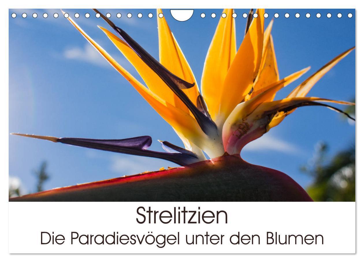 Cover: 9783383185830 | Strelitzien - die Paradiesvögel unter den Blumen (Wandkalender 2024...