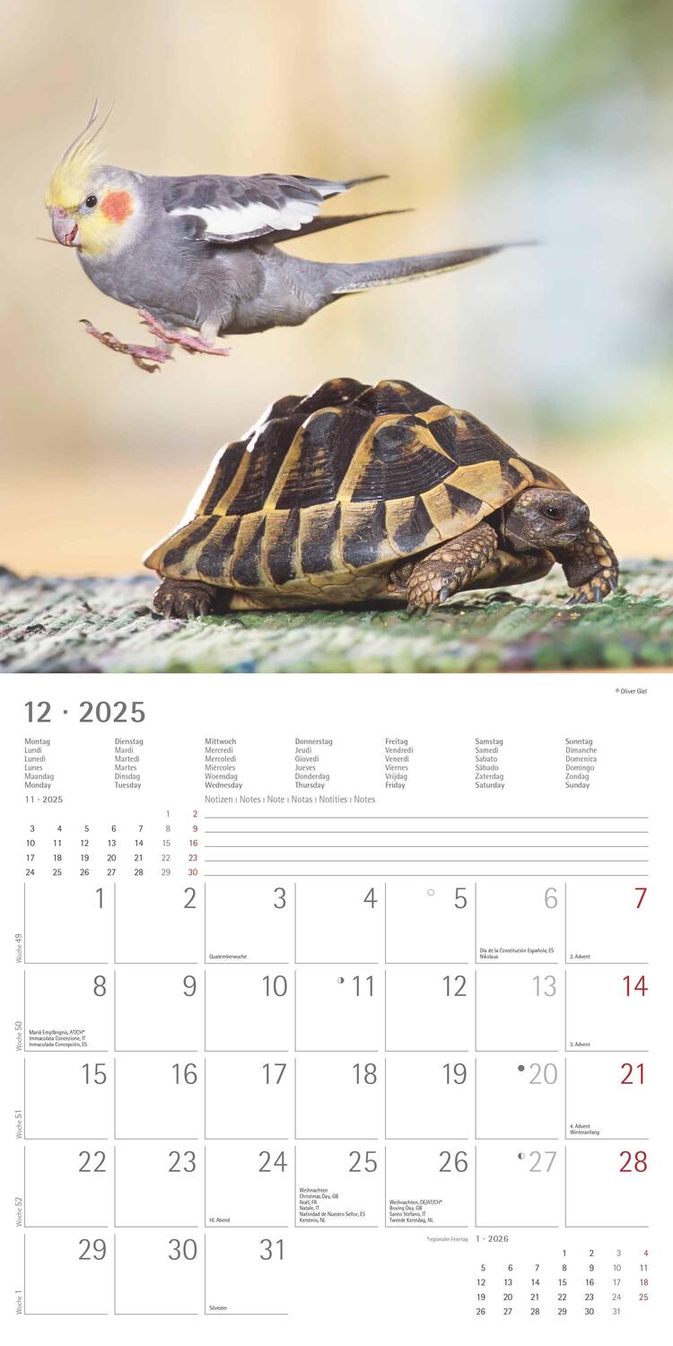 Bild: 4251732340780 | Tierfreundschaften 2025 - Broschürenkalender 30x30 cm (30x60...