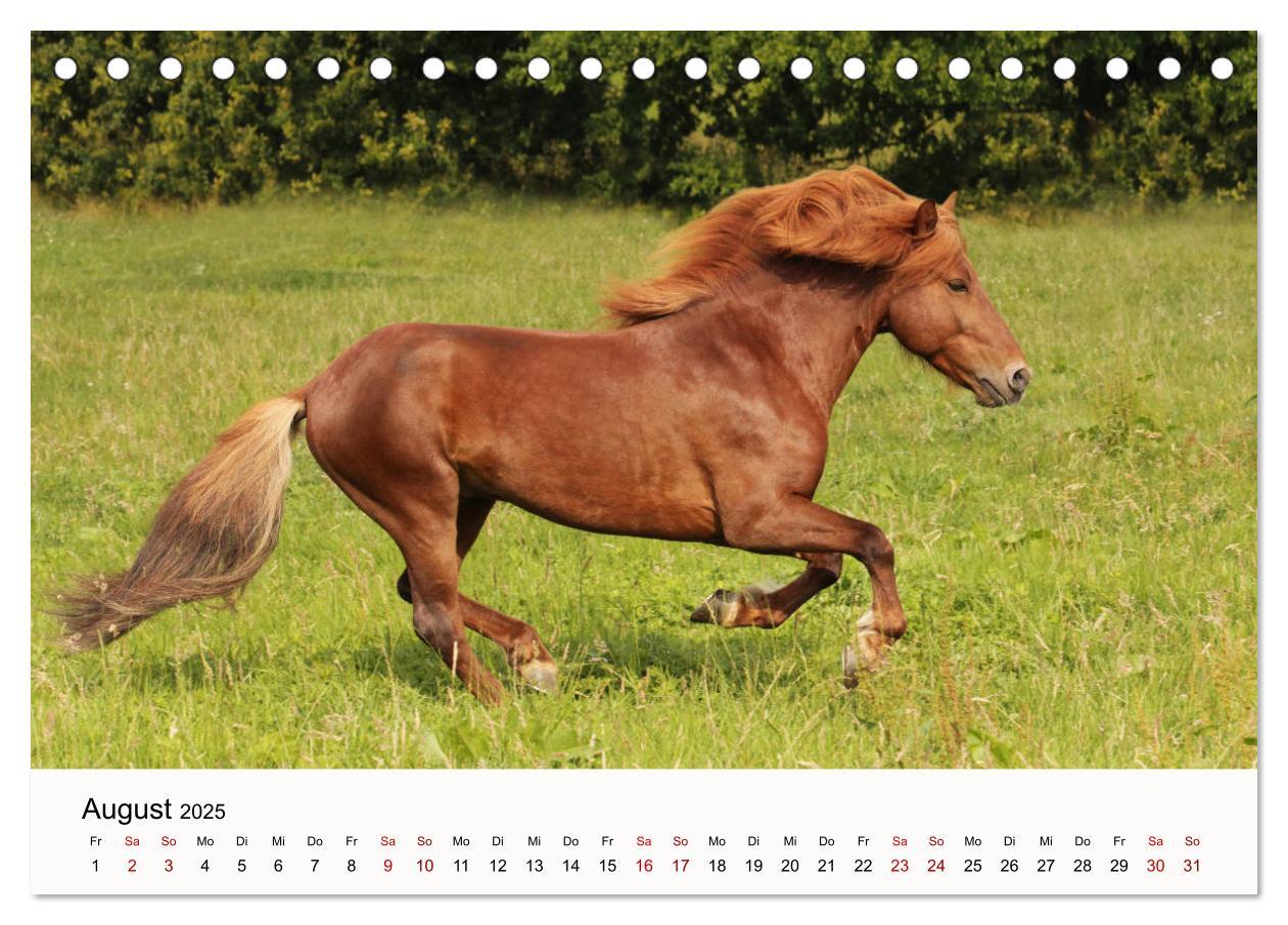 Bild: 9783435394975 | Isländer - icelandic horses (Tischkalender 2025 DIN A5 quer),...