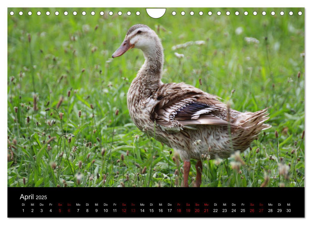 Bild: 9783435394340 | Eulhof (Wandkalender 2025 DIN A4 quer), CALVENDO Monatskalender | 2025