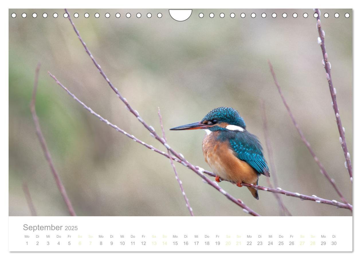 Bild: 9783435010301 | Eisvogel im Porträt (Wandkalender 2025 DIN A4 quer), CALVENDO...