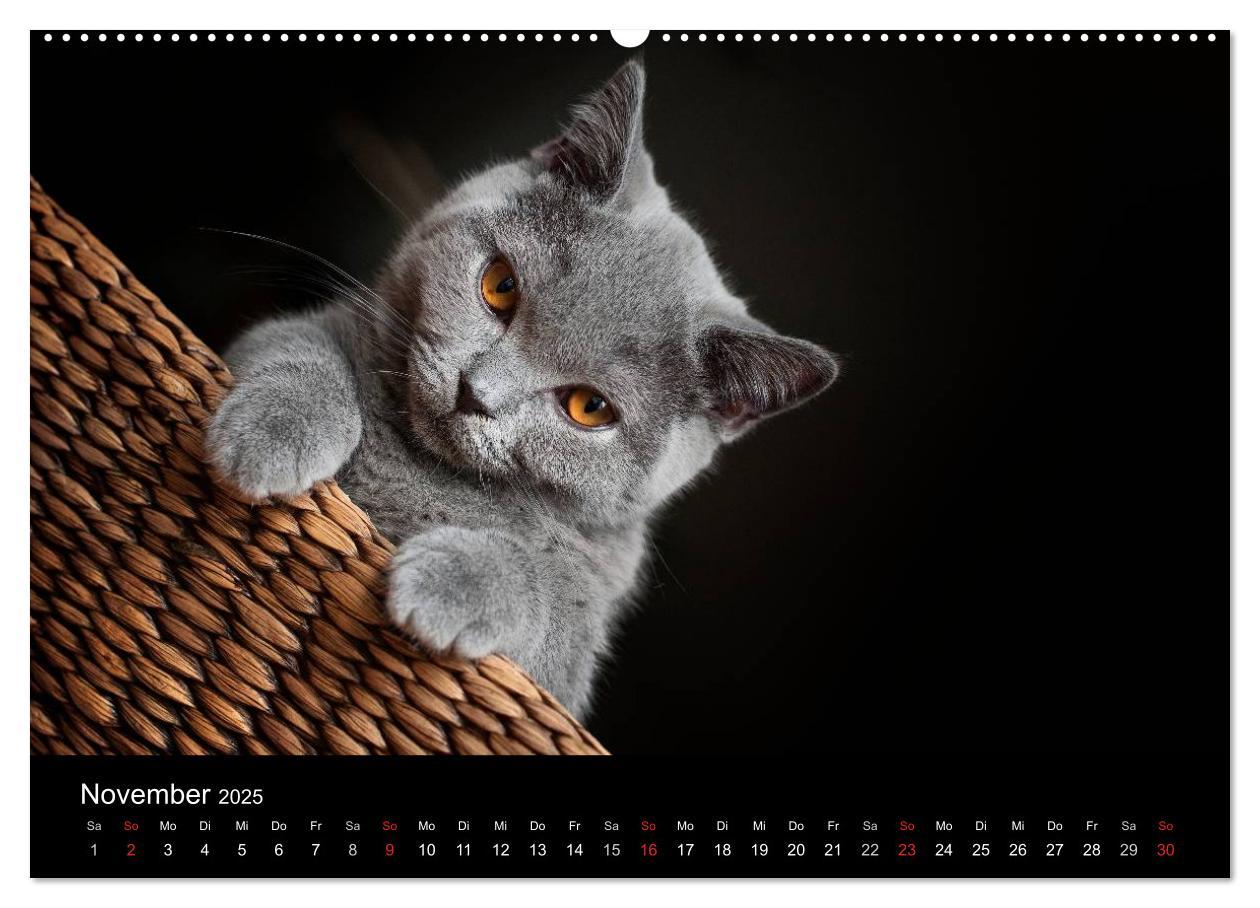 Bild: 9783435738830 | Bärige Schmusetiger - Britisch Kurzhaar / CH-Version (Wandkalender...