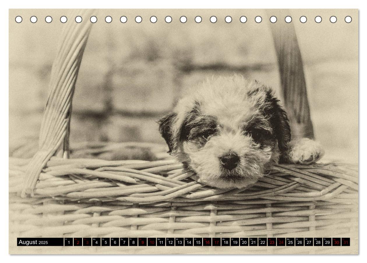 Bild: 9783435399604 | Parson Jack Russel Welpen (Tischkalender 2025 DIN A5 quer),...