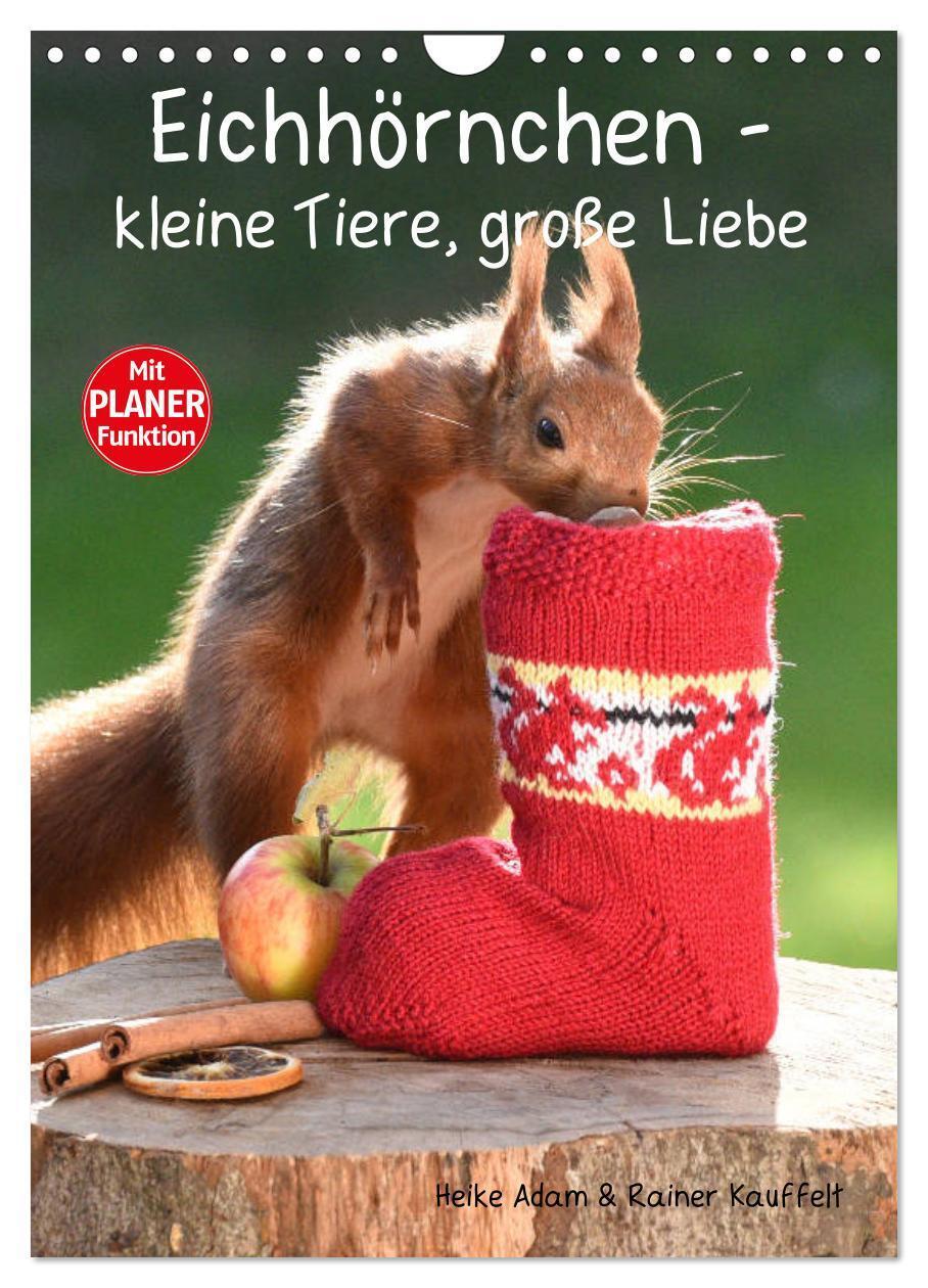 Cover: 9783383148286 | Eichhörnchen - kleine Tiere, große Liebe (Wandkalender 2024 DIN A4...