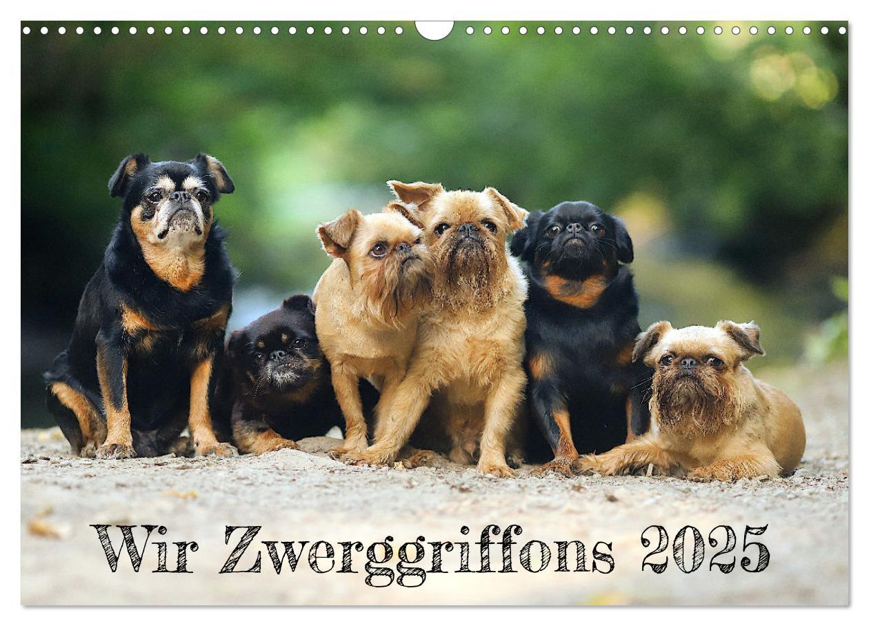 Cover: 9783383936661 | Wir Zwerggriffons 2025 (Wandkalender 2025 DIN A3 quer), CALVENDO...