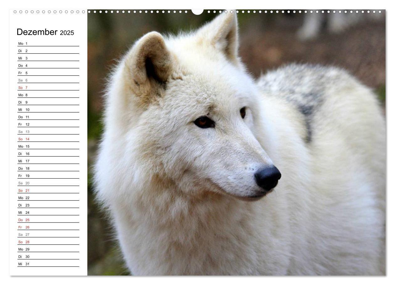 Bild: 9783435471409 | Im Rudel Zuhause - Der Wolf (hochwertiger Premium Wandkalender 2025...