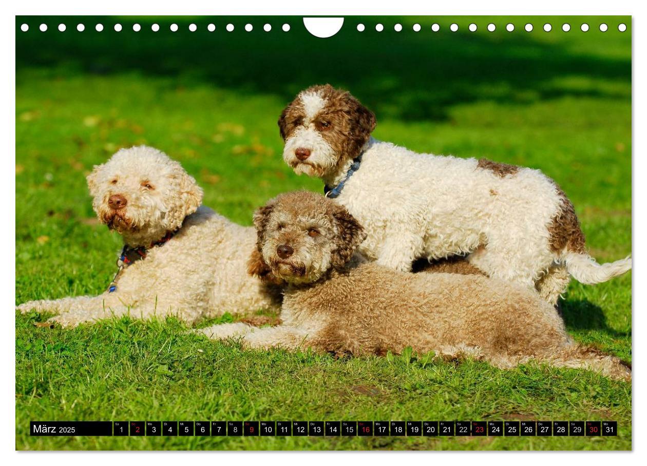 Bild: 9783435570898 | Lagotto Romagnolo - Italienischer Trüffelhund (Wandkalender 2025...