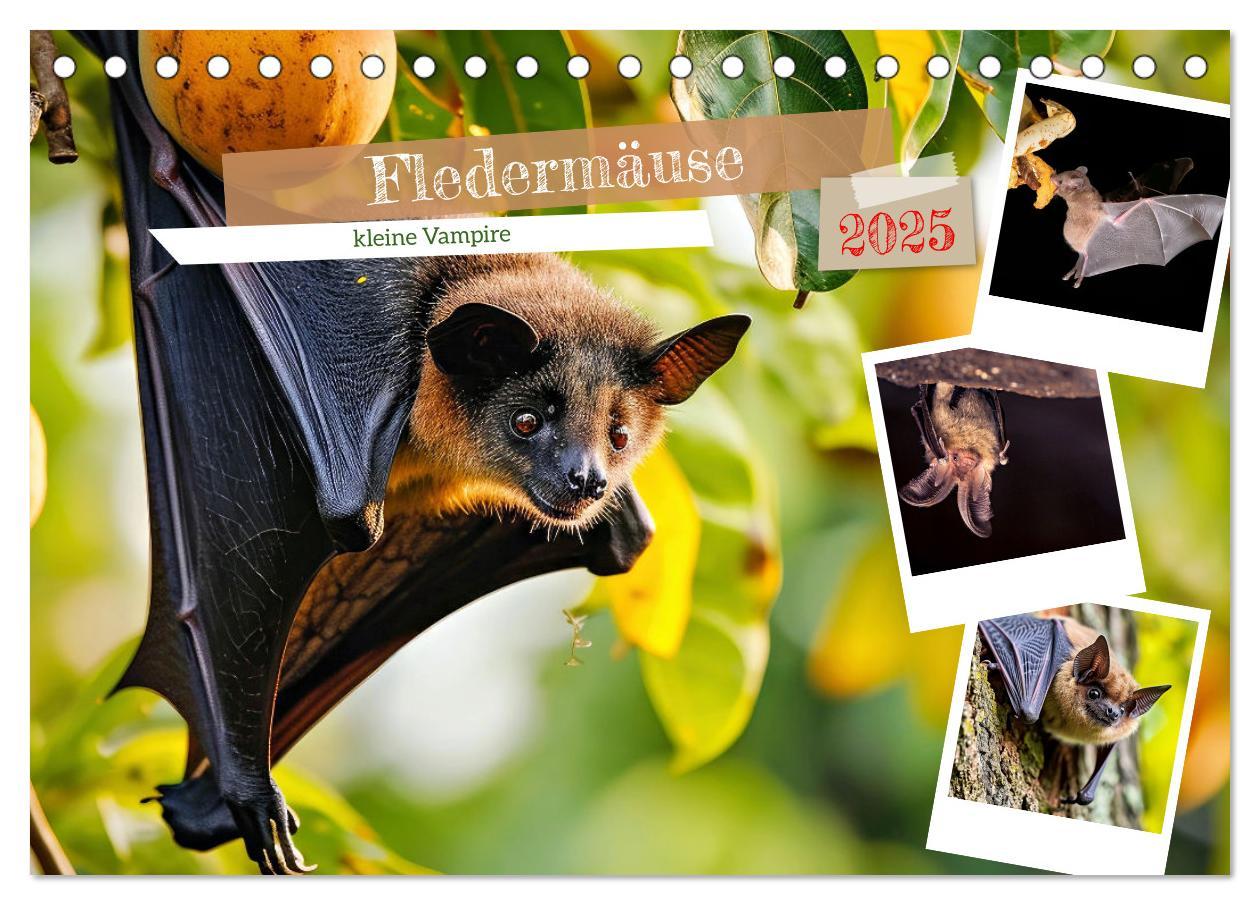 Cover: 9783457184240 | Fledermäuse - kleine Vampire (Tischkalender 2025 DIN A5 quer),...