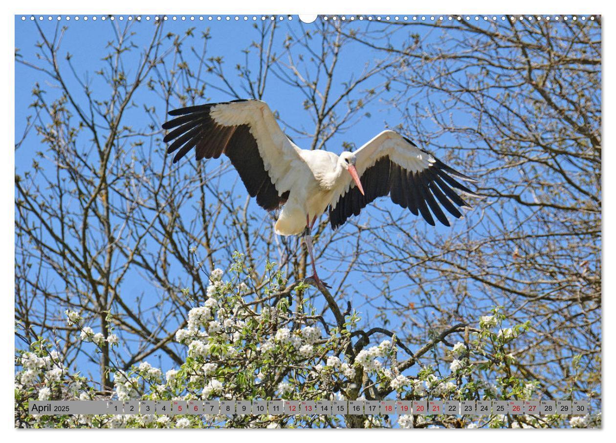 Bild: 9783435144945 | Zu Gast bei Familie Storch (Wandkalender 2025 DIN A2 quer),...