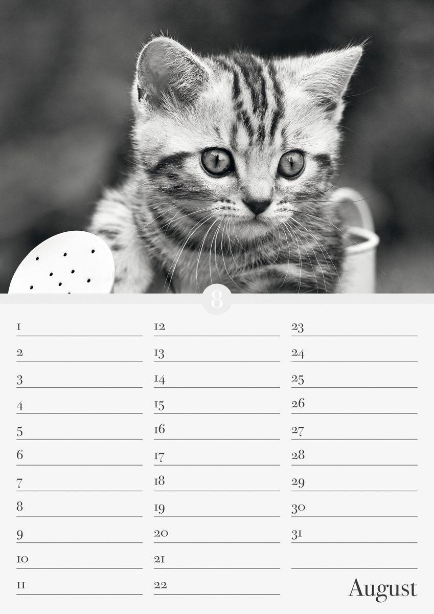 Bild: 9783840737169 | Geburtstagskalender Katzenwelt immerwährend | Kalender | Deutsch