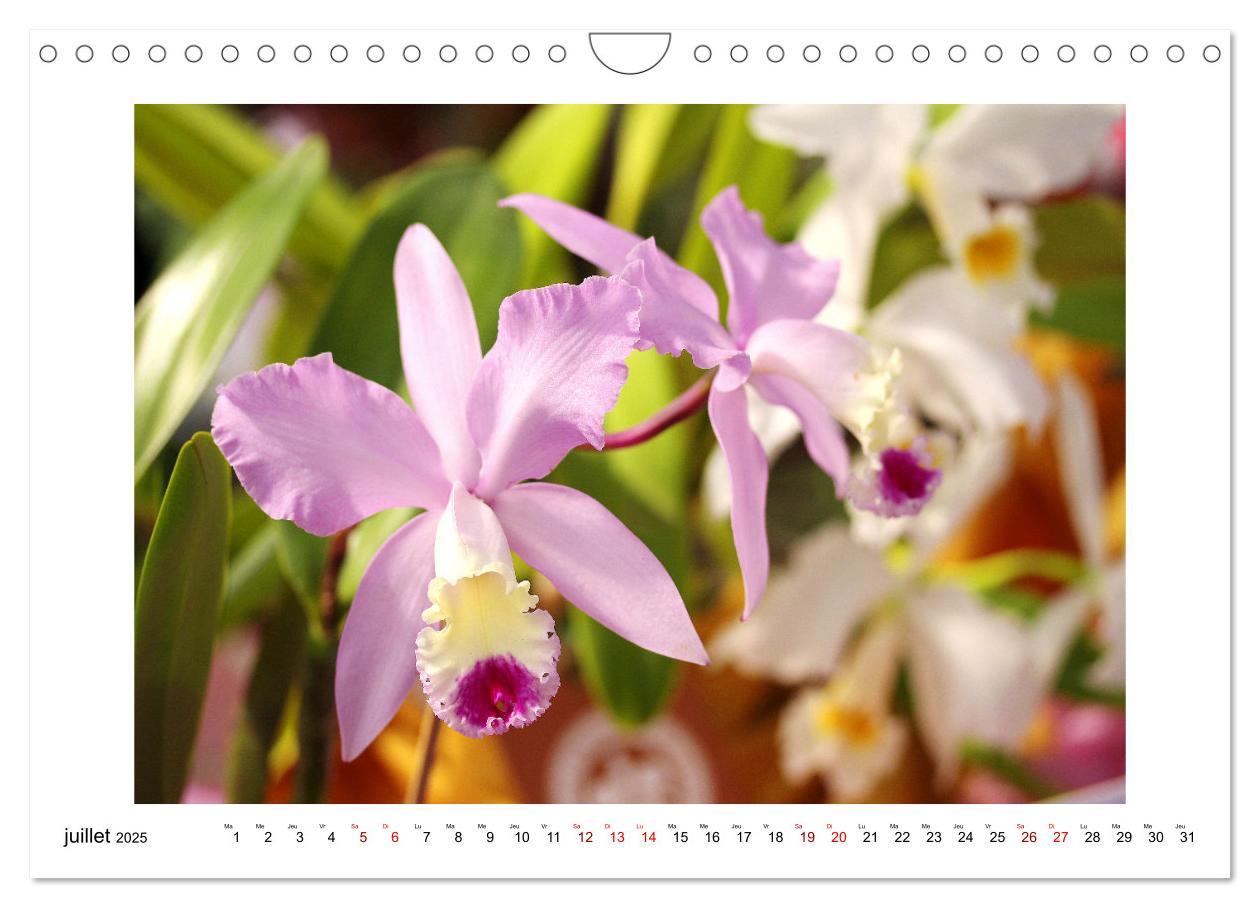 Bild: 9781325837649 | Mon rêve d'orchidées (Calendrier mural 2025 DIN A4 vertical),...