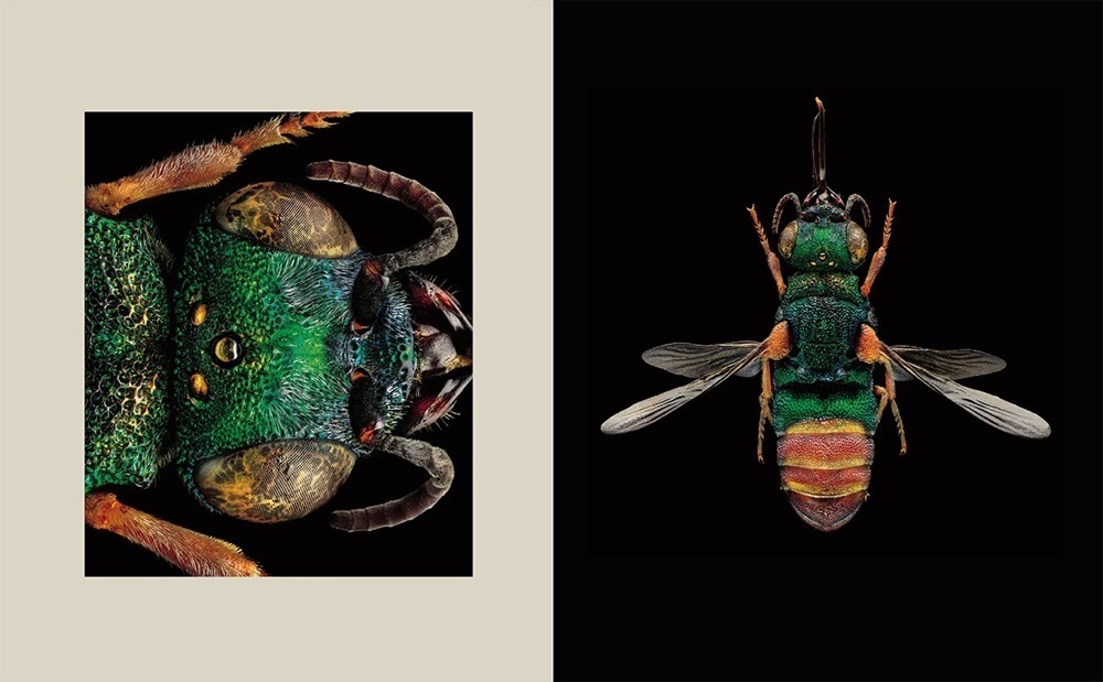 Bild: 9783954162567 | Portraits - Die Schönheit der Insekten | Microsculpture | Buch | 2018