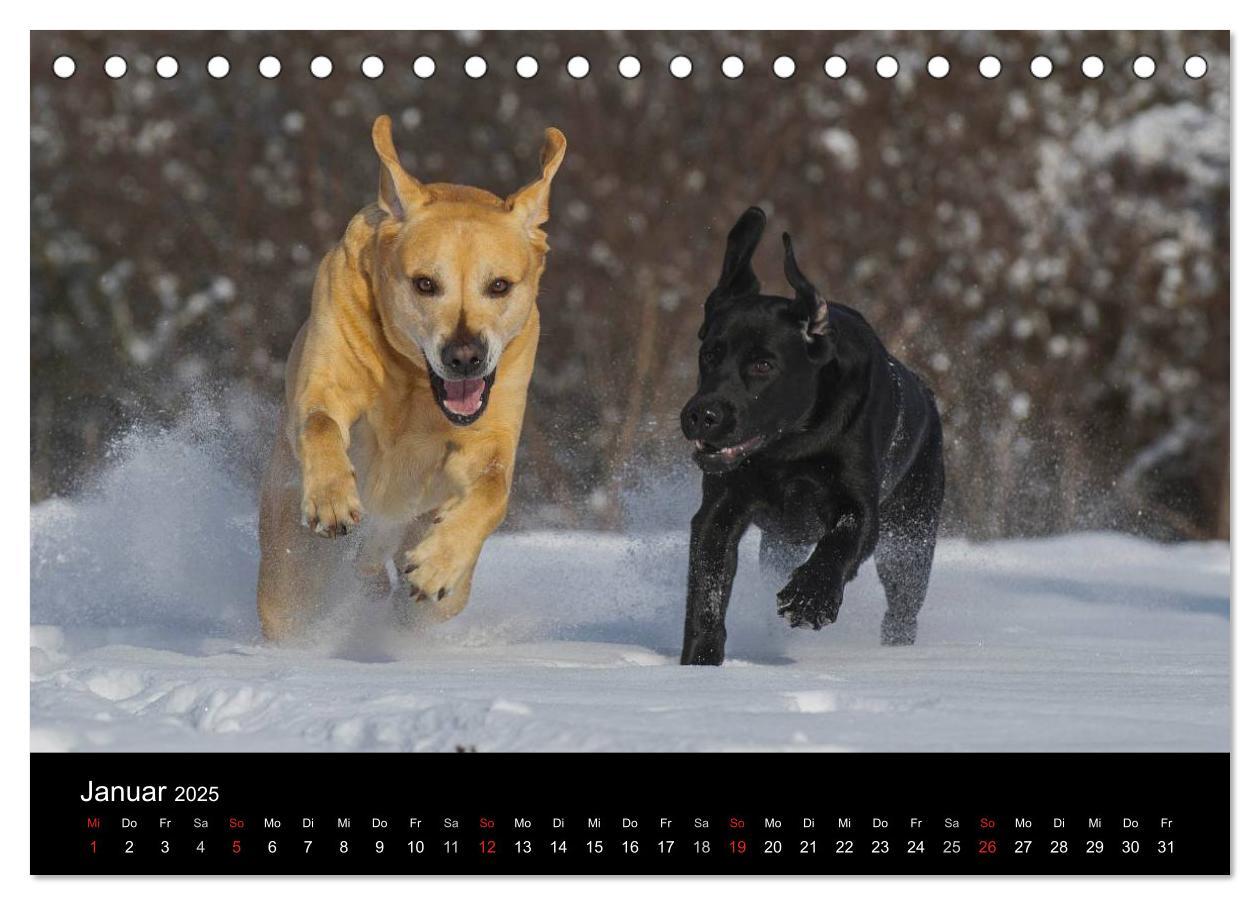 Bild: 9783435760510 | Labrador Retriever 2025 (Tischkalender 2025 DIN A5 quer), CALVENDO...