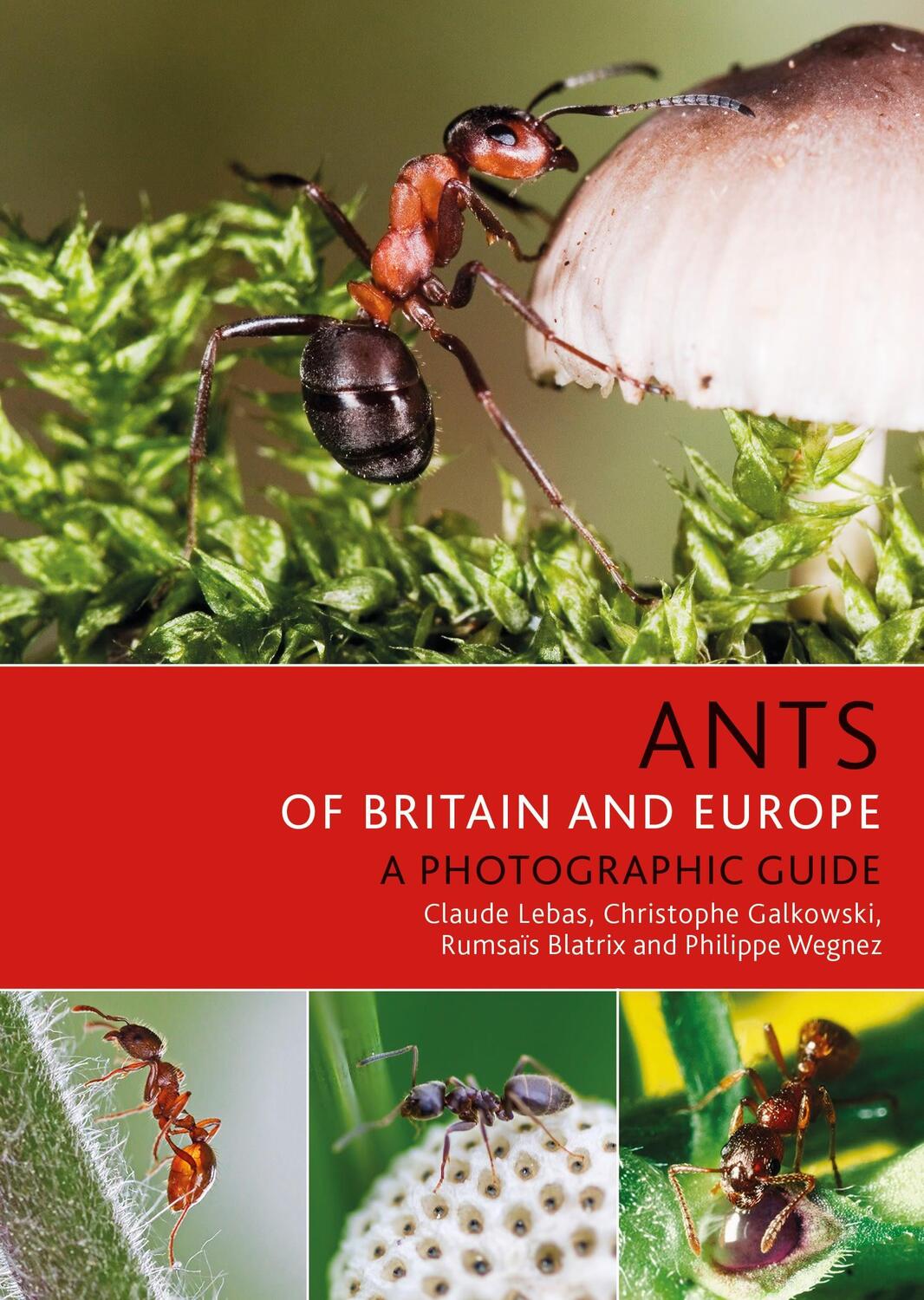 Cover: 9781472954084 | Ants of Britain and Europe | Claude Lebas (u. a.) | Taschenbuch | 2019