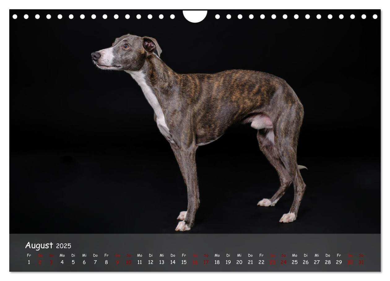 Bild: 9783383857133 | Whippets - Seelenhunde fürs Leben (Wandkalender 2025 DIN A4 quer),...