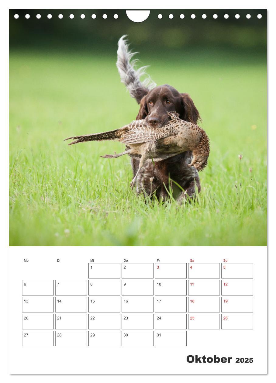 Bild: 9783457163382 | Geboren um zu Jagen. Der kleine Münsterländer (Wandkalender 2025...