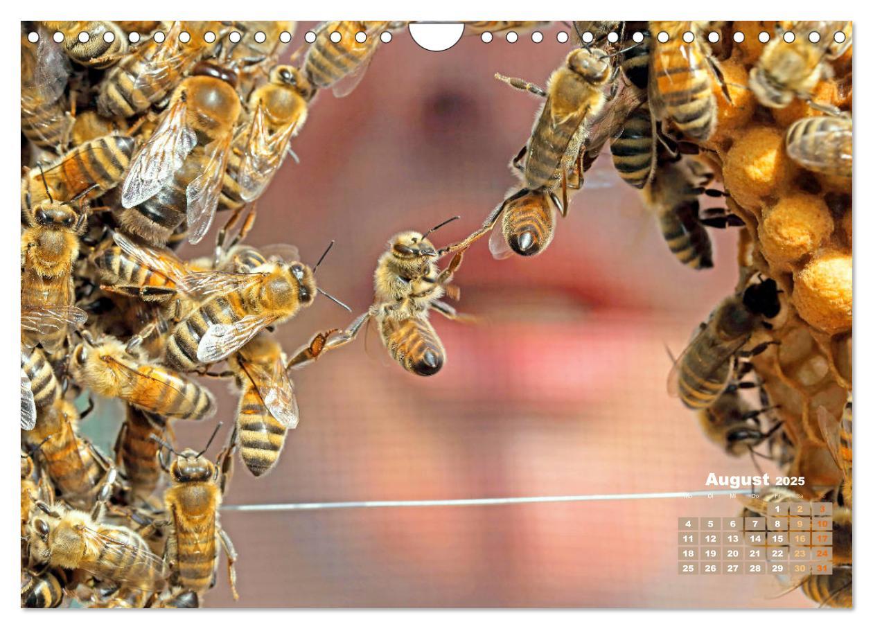 Bild: 9783435125142 | Ein Leben für den Honig - Bienen und Imker (Wandkalender 2025 DIN...