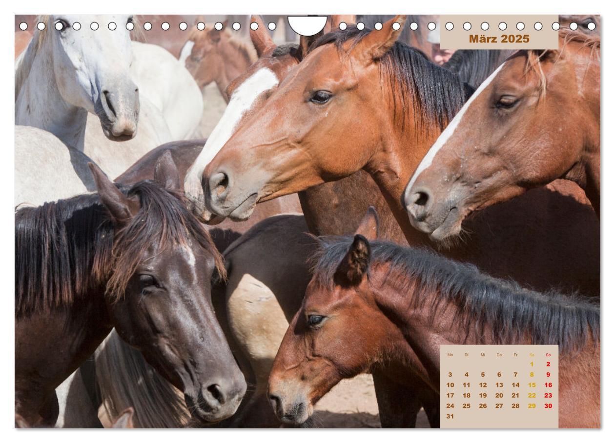 Bild: 9783435105823 | Pferde - Andalusiens wilder Westen (Wandkalender 2025 DIN A4 quer),...