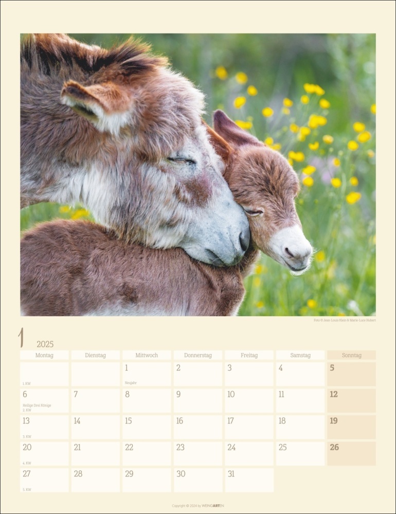 Bild: 9783839900451 | Esel Kalender 2025 | Marie-Luce Hubert (u. a.) | Kalender | 14 S.