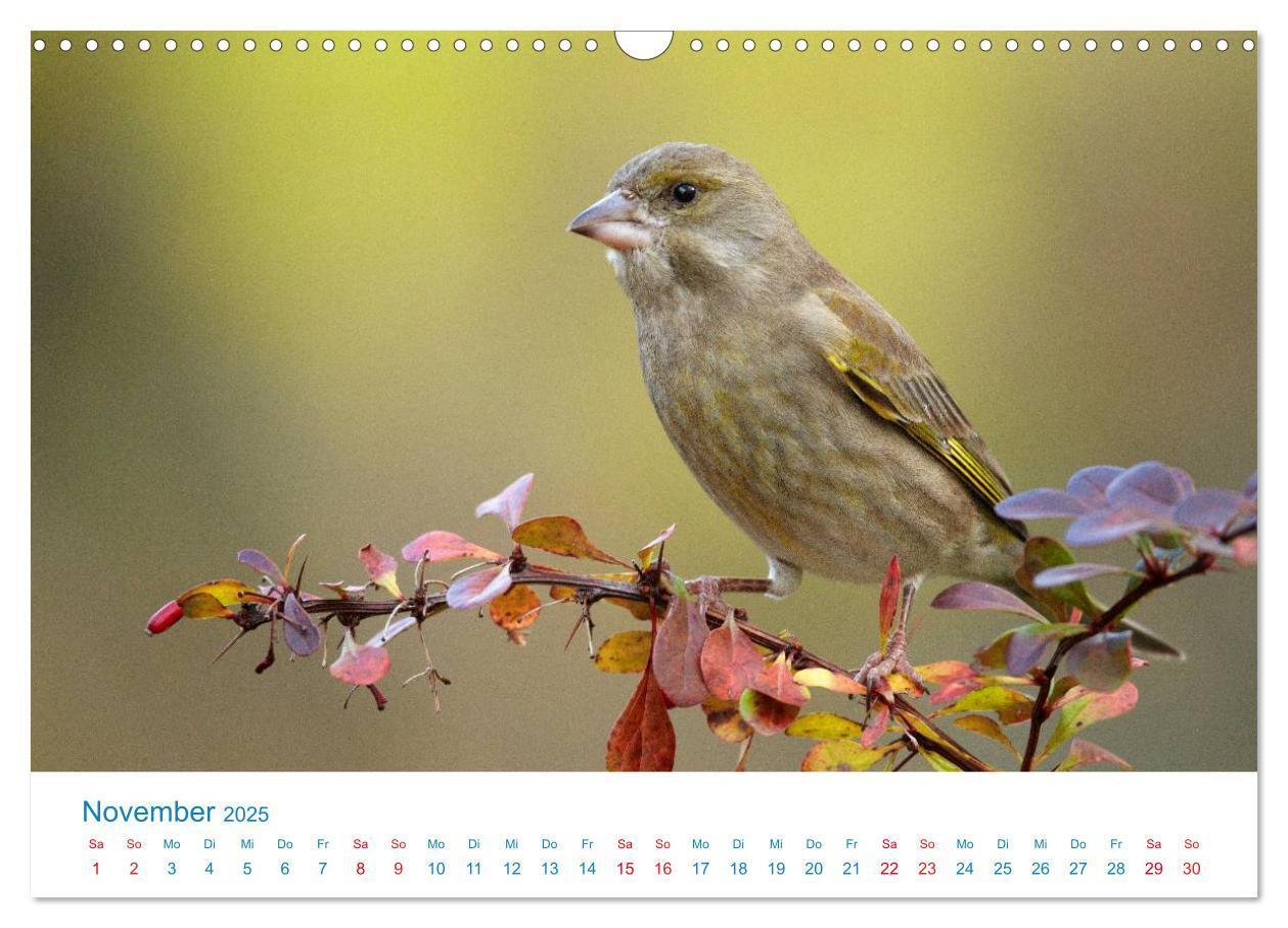 Bild: 9783435464357 | Singvögel - 12 Arten im Garten (Wandkalender 2025 DIN A3 quer),...