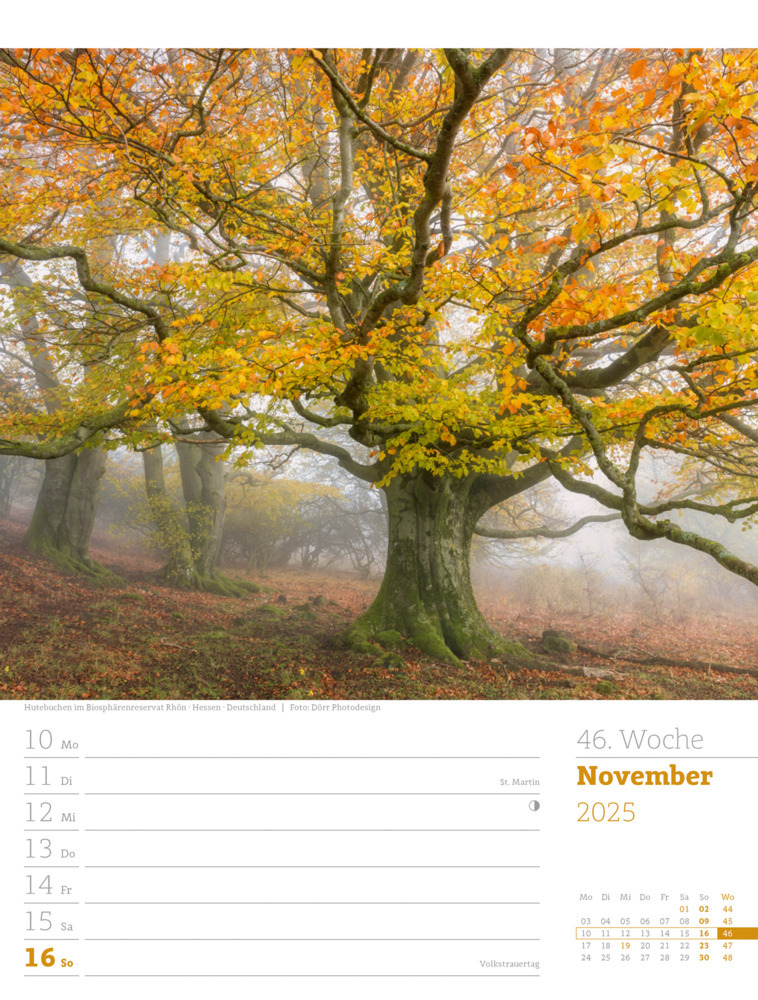 Bild: 9783838425979 | Unser Wald - Wochenplaner Kalender 2025 | Ackermann Kunstverlag | 2025