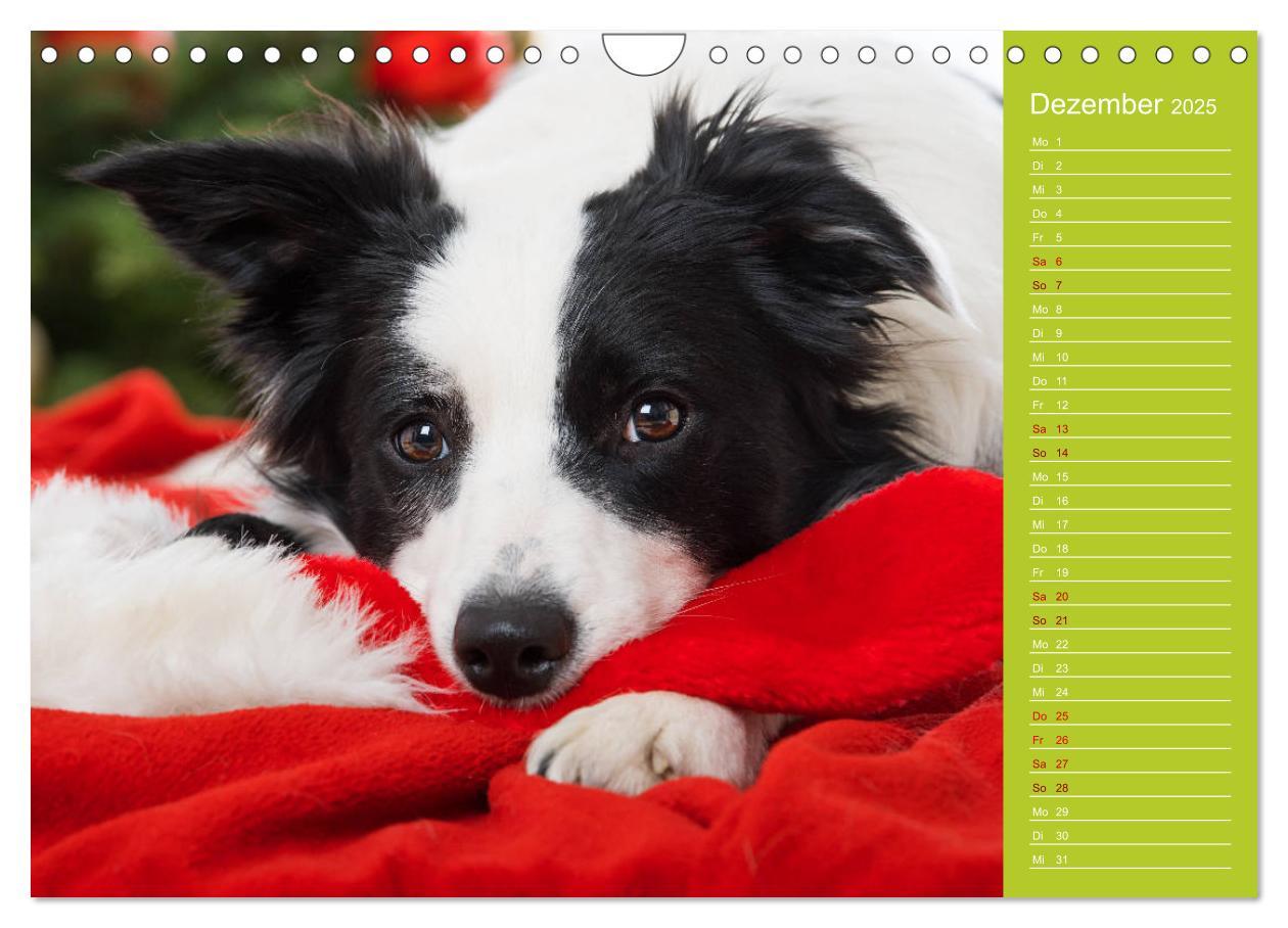 Bild: 9783435442522 | Border Collies - nicht nur schwarzweiß (Wandkalender 2025 DIN A4...