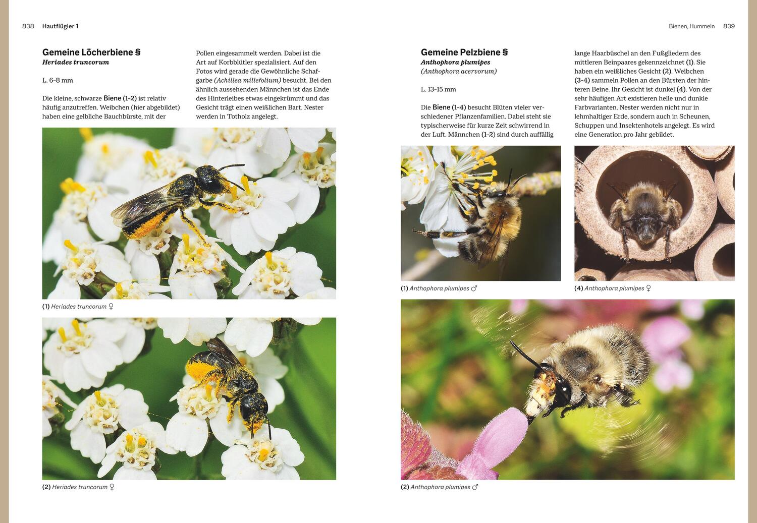 Bild: 9783967470482 | Das große BLV Handbuch Insekten | Marina Gerhardt (u. a.) | Buch | BLV