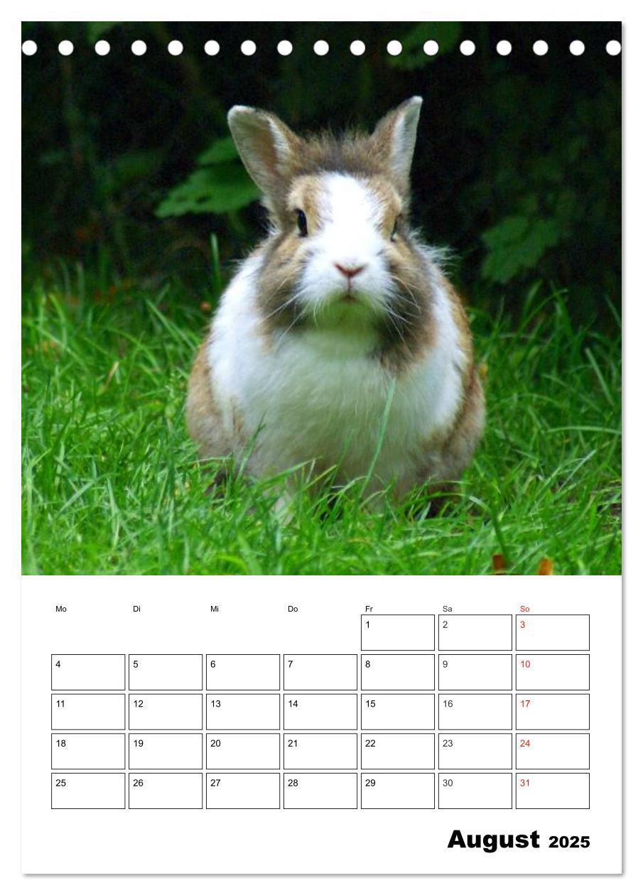 Bild: 9783457001233 | Kaninchen Terminplaner (Tischkalender 2025 DIN A5 hoch), CALVENDO...