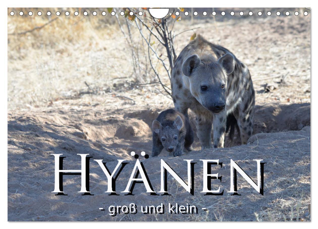 Cover: 9783383154683 | Hyänen - groß und klein (Wandkalender 2024 DIN A4 quer), CALVENDO...