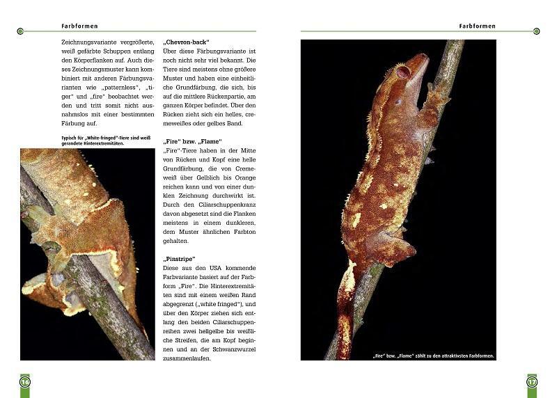 Bild: 9783937285771 | Der Kronengecko | Rhacodactylus ciliatus. Art für Art | Stefanie Bach