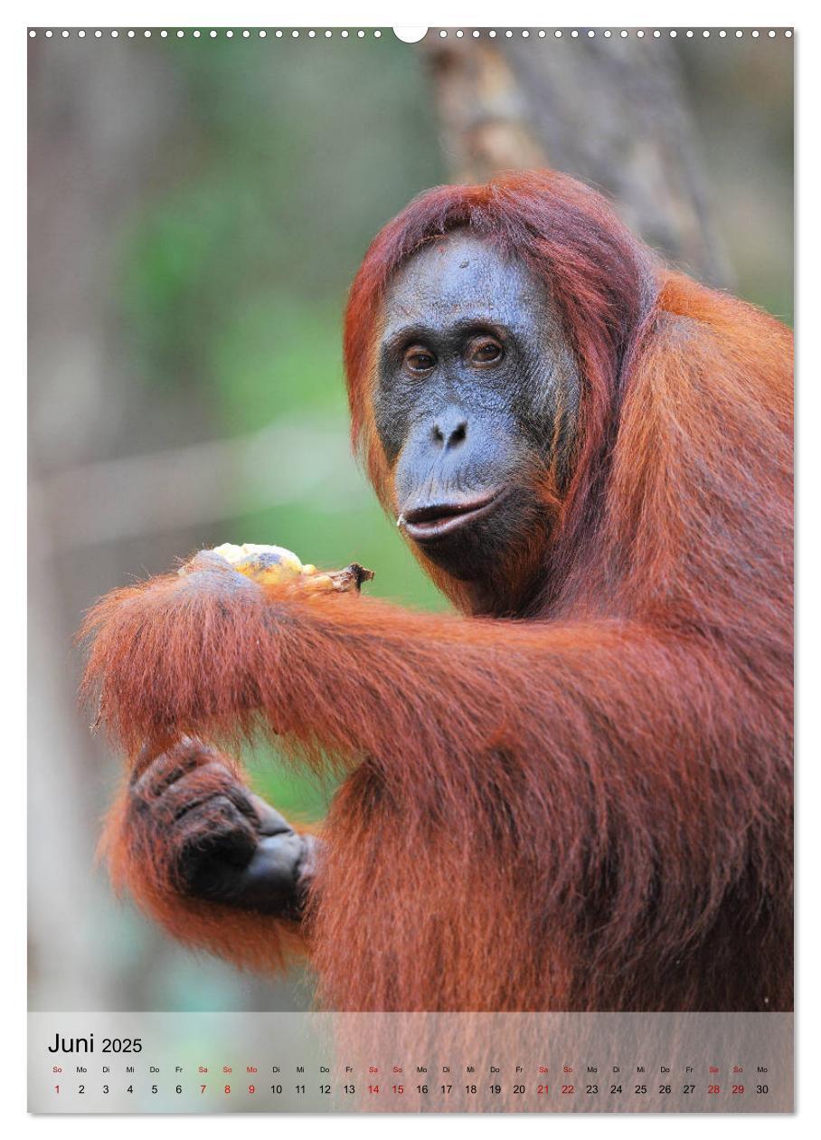 Bild: 9783435964901 | Orang Utans aus Borneo (Wandkalender 2025 DIN A2 hoch), CALVENDO...