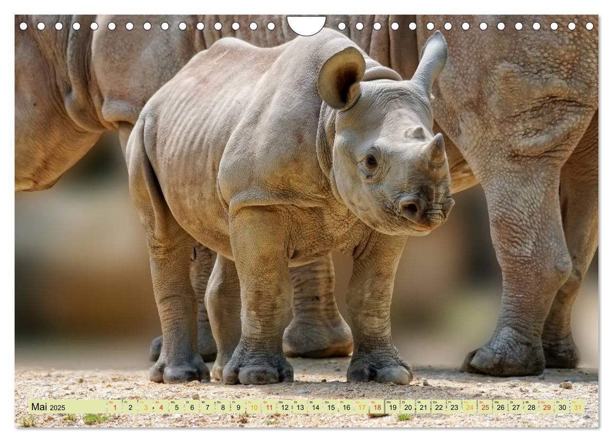 Bild: 9783435371204 | Bedrohte Tierart - Nashorn (Wandkalender 2025 DIN A4 quer),...