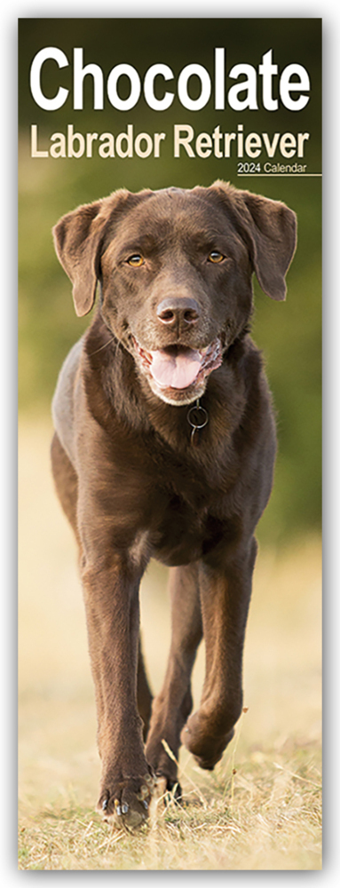 Cover: 9781804602188 | Chocolate Labrador Retriever - Schokoladenfarbene Labrador...