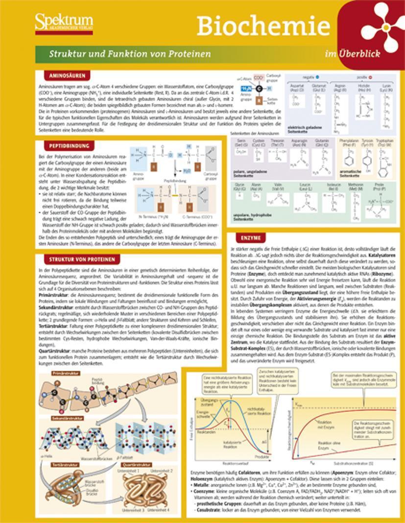 Cover: 9783827428158 | Lerntafel: Biochemie im Überblick | Poster | Lerntafeln Biologie