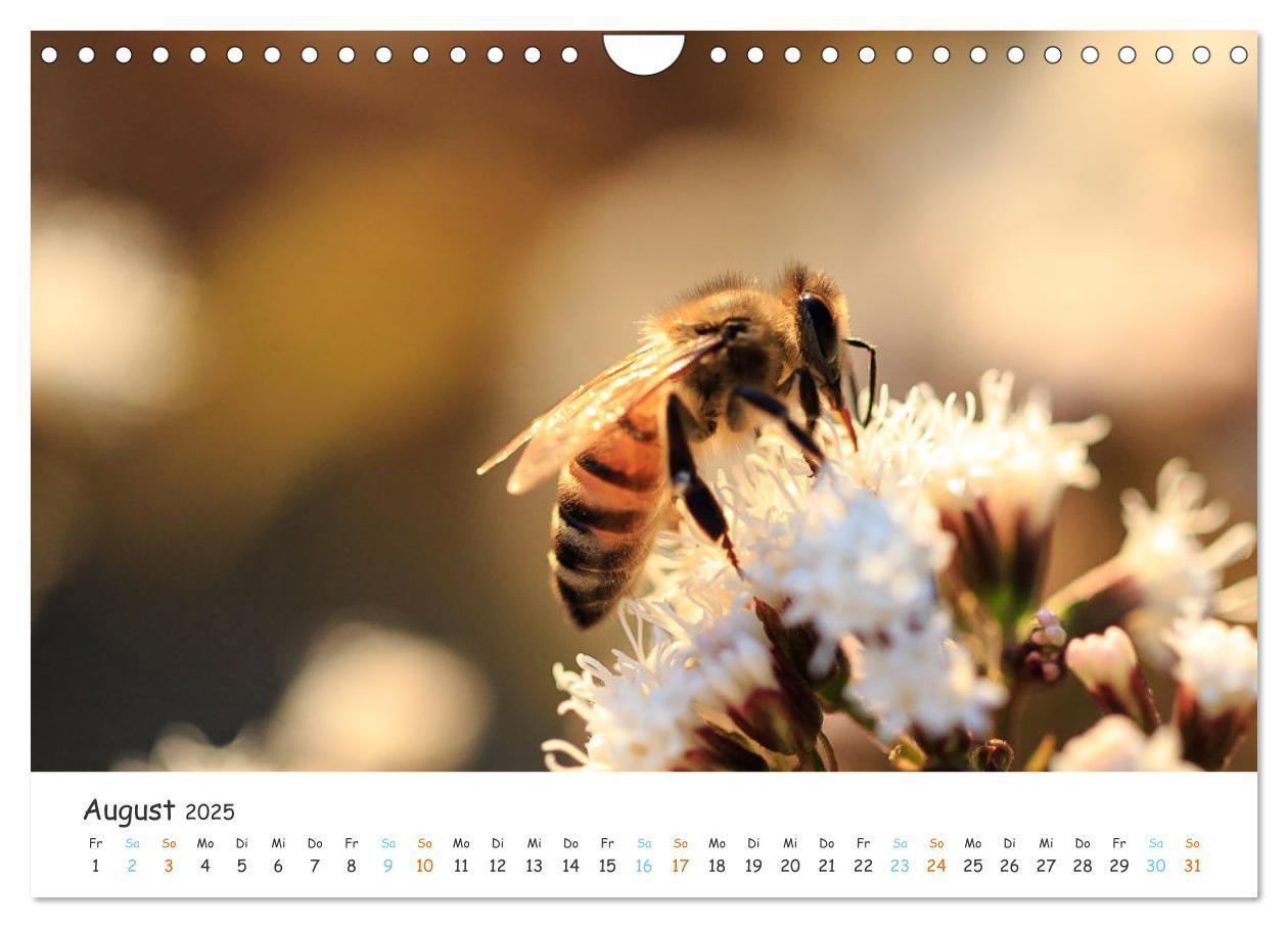 Bild: 9783435052127 | Bee Beautiful - Die phantastische Welt der Bienen (Wandkalender...