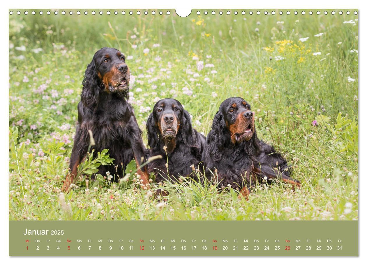 Bild: 9783435191727 | Setter - Geliebter Freund und Jagdkamerad (Wandkalender 2025 DIN A3...