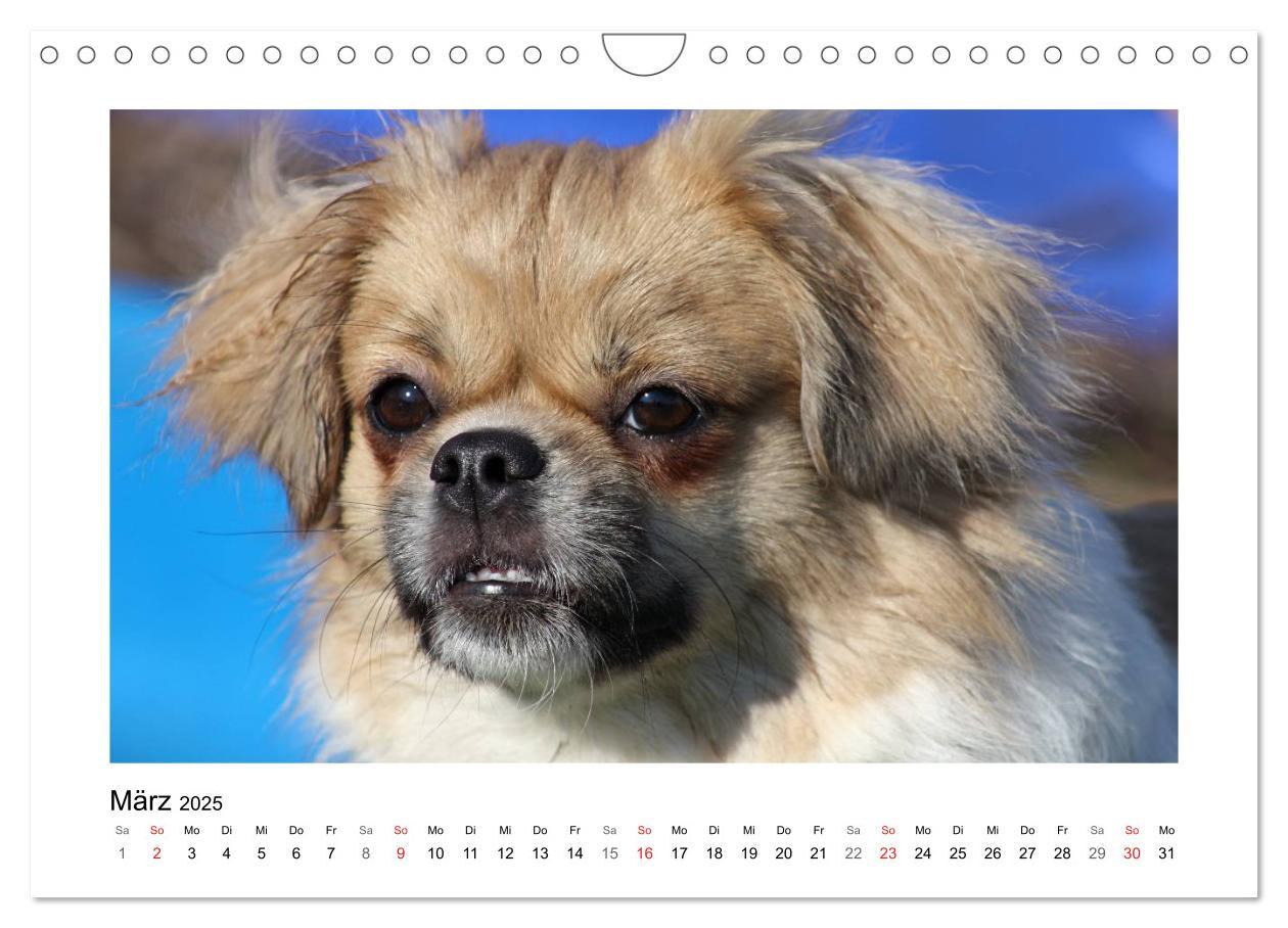 Bild: 9783435681570 | Tibet-Spaniel (Wandkalender 2025 DIN A4 quer), CALVENDO Monatskalender