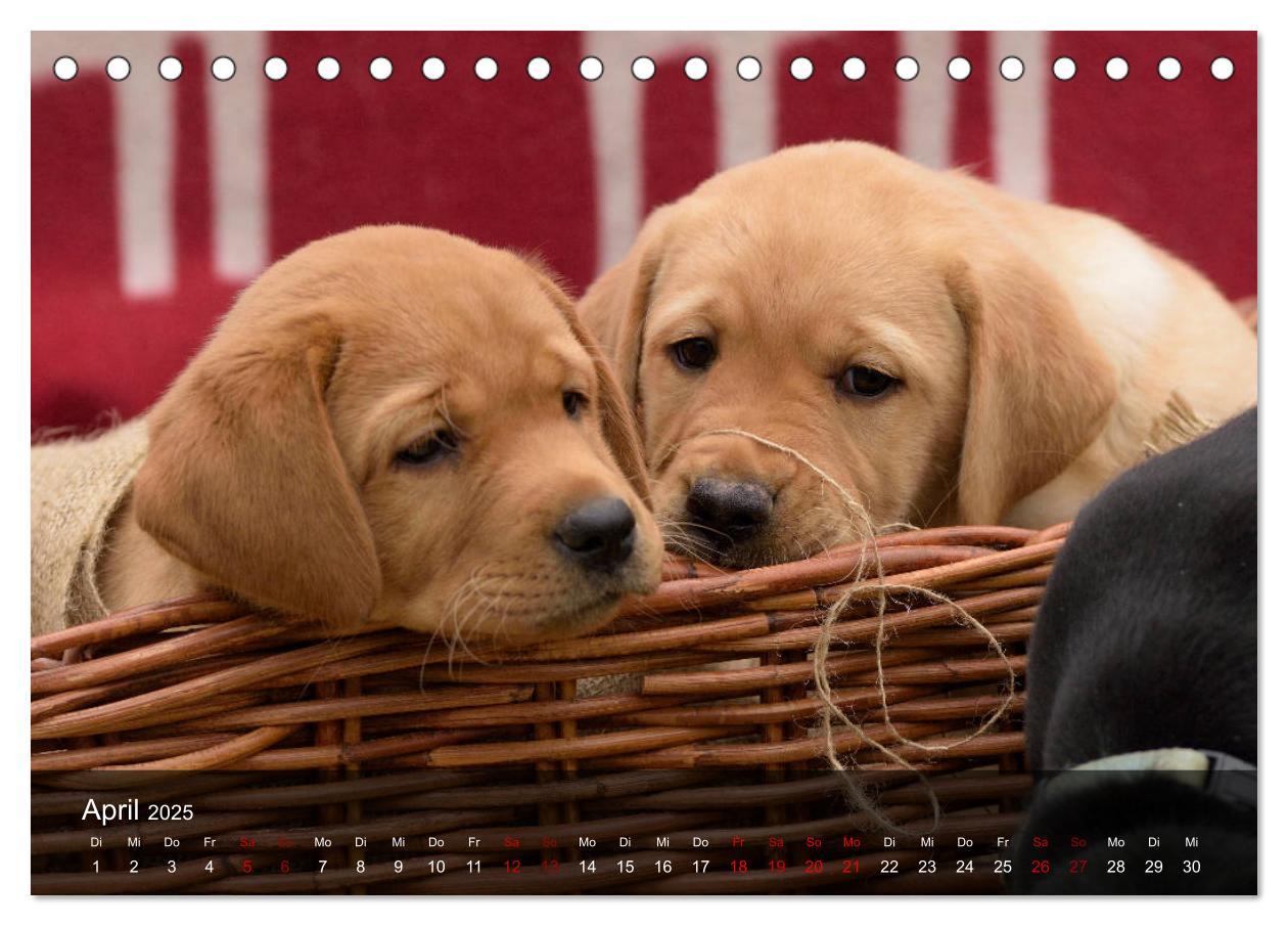 Bild: 9783435453672 | Labrador Retriever Welpen (Tischkalender 2025 DIN A5 quer),...