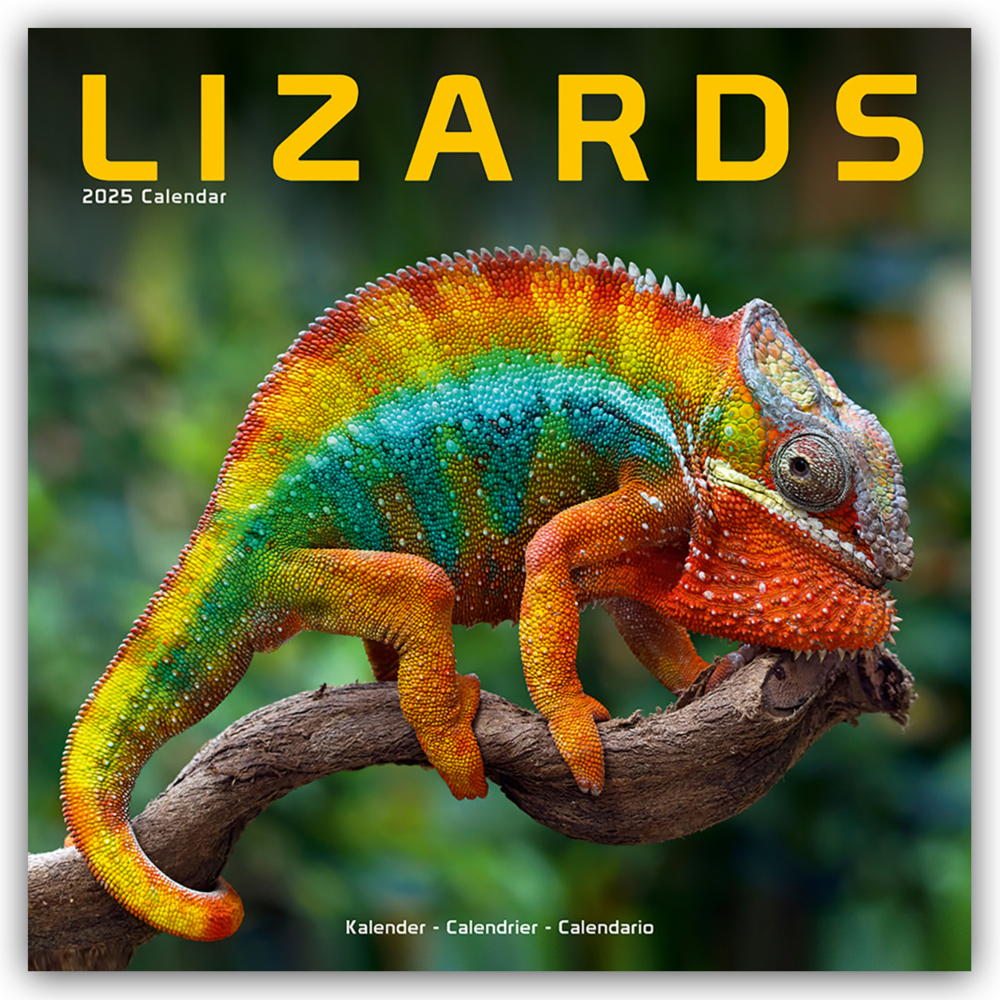 Cover: 9781804604403 | Lizards - Eidechsen 2025 - 16-Monatskalender | Avonside Publishing Ltd