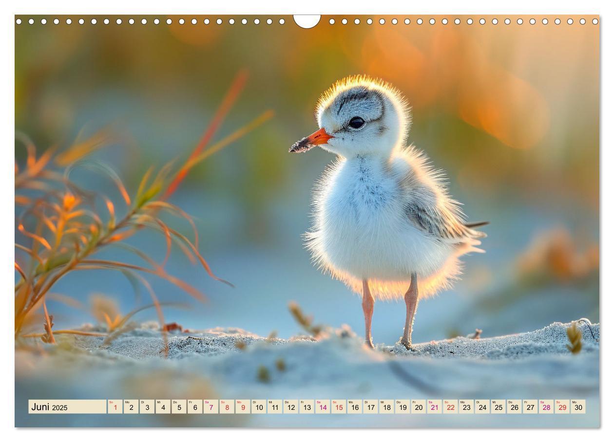 Bild: 9783383768385 | Strandläufer - immer flink unterwegs (Wandkalender 2025 DIN A3...