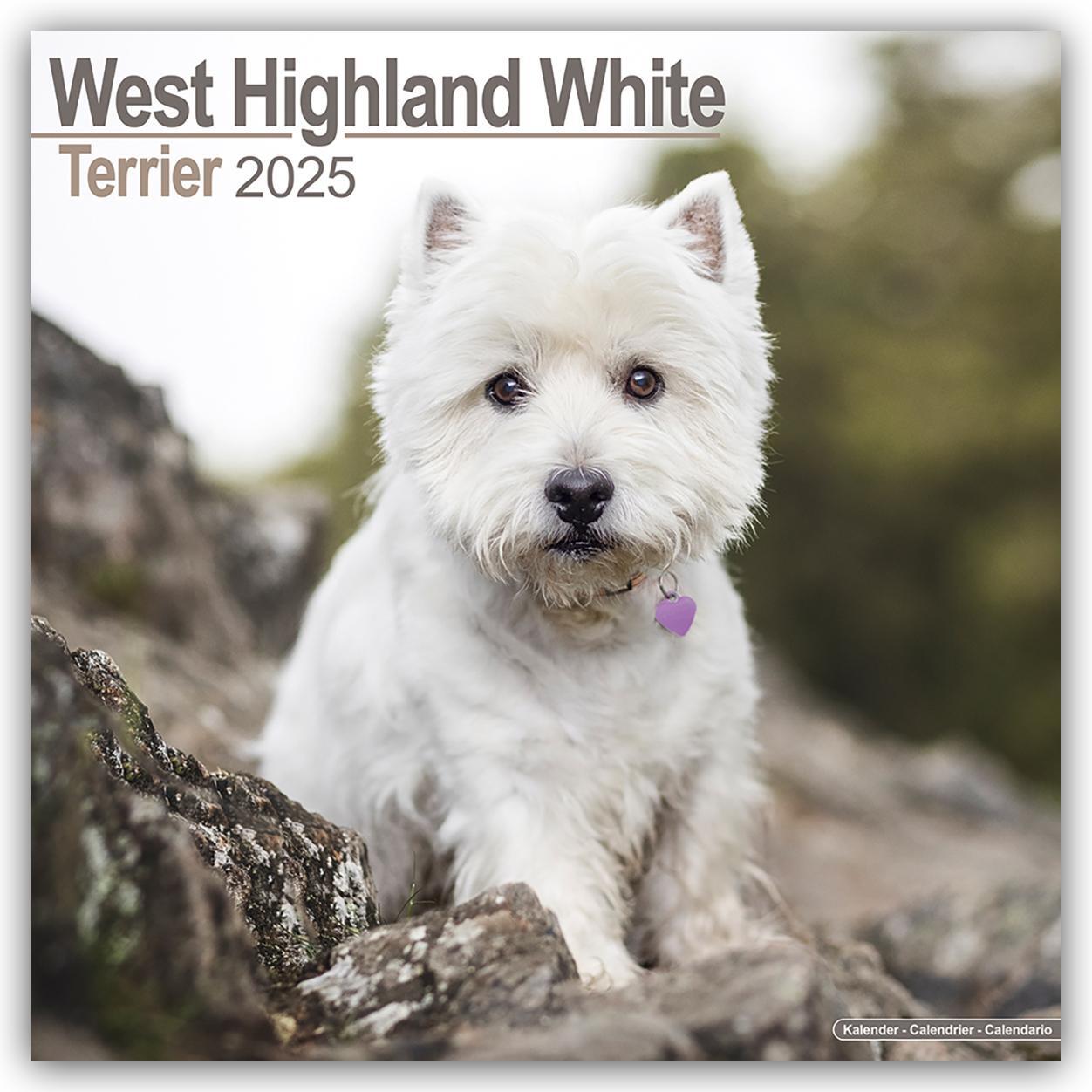 Cover: 9781804603987 | West Highland White Terrier - Westies 2025 - 16-Monatskalender | Ltd