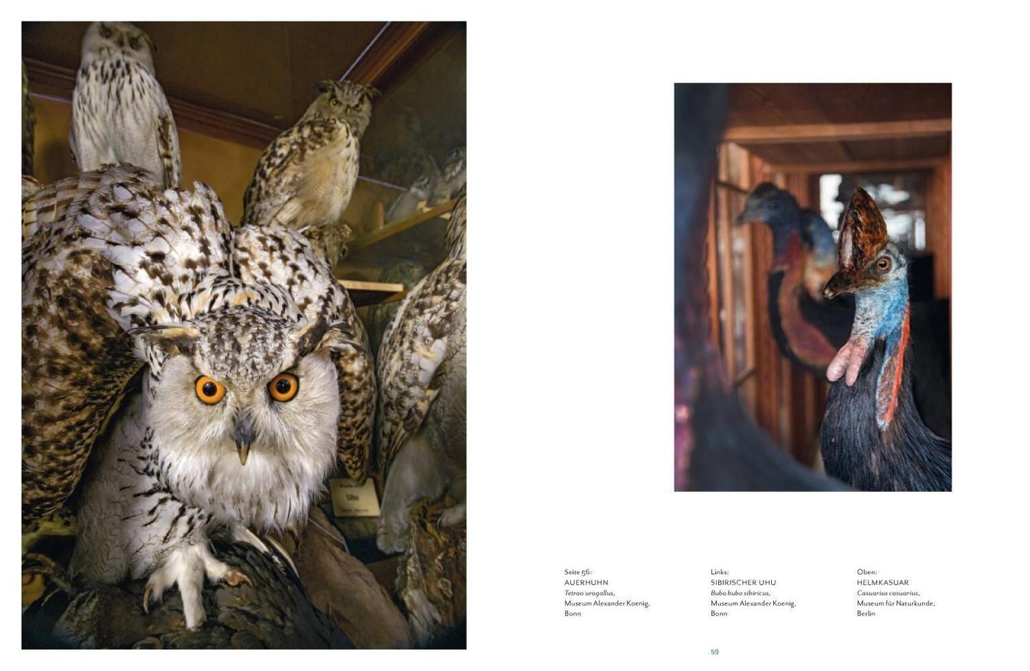 Bild: 9783957284105 | Vogelwelten | Expeditionen ins Museum | Klaus Nigge (u. a.) | Buch