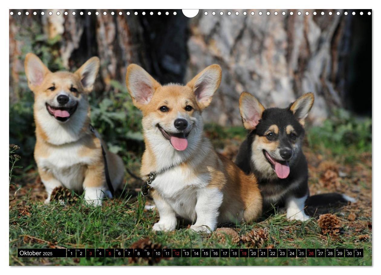 Bild: 9783435670734 | Welsh Corgi - Kobold auf 4 Pfoten (Wandkalender 2025 DIN A3 quer),...