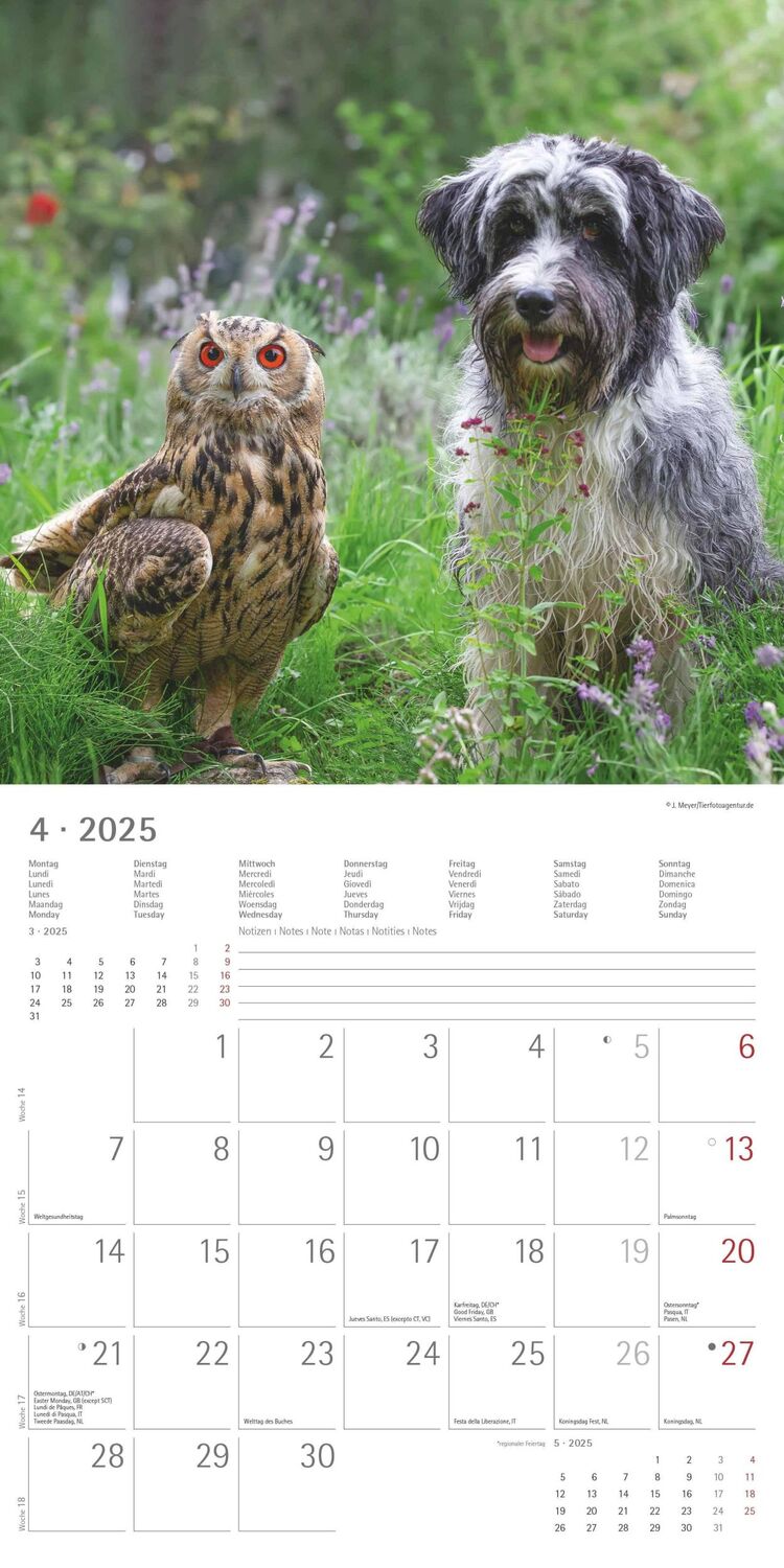 Bild: 4251732340780 | Tierfreundschaften 2025 - Broschürenkalender 30x30 cm (30x60...