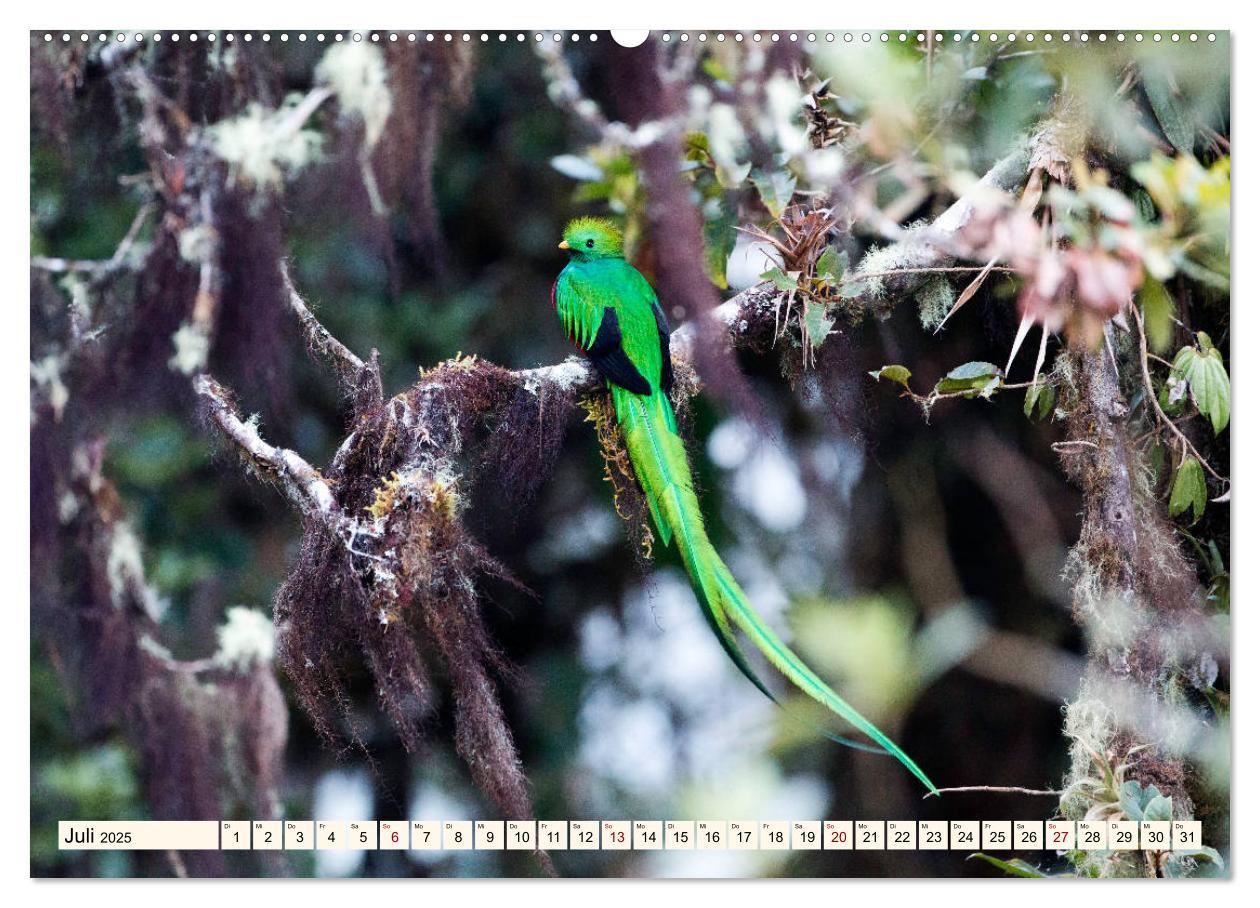 Bild: 9783435328383 | Costa Rica - Farben des Regenwaldes (Wandkalender 2025 DIN A2...