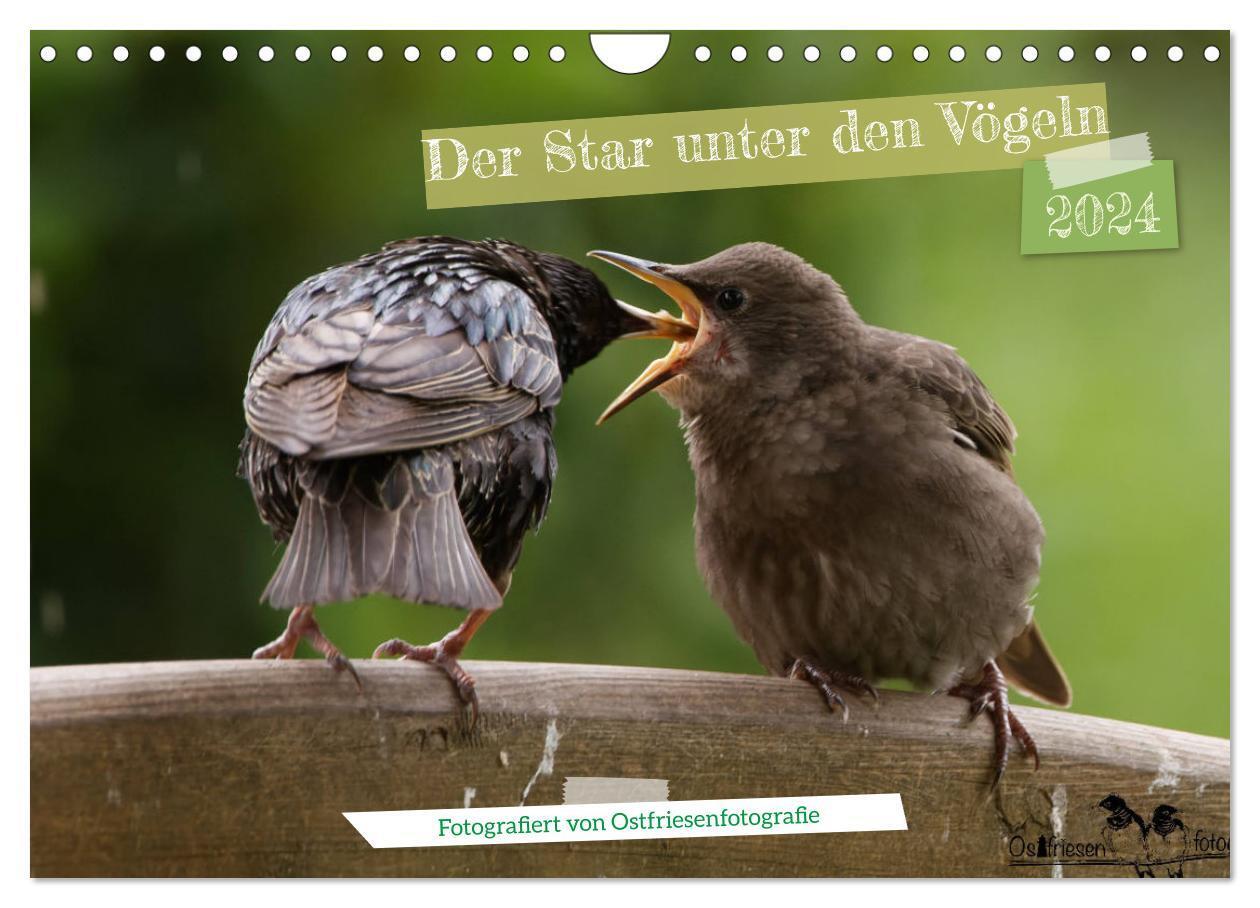 Cover: 9783675708976 | Der Star unter den Vögeln - Fotografiert von Ostfriesenfotografie...
