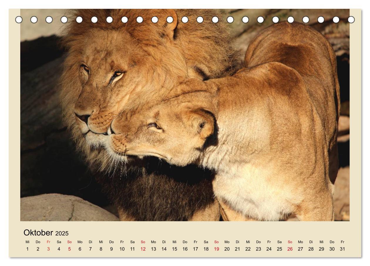 Bild: 9783435756759 | Löwen im Tierpark Hagenbeck (Tischkalender 2025 DIN A5 quer),...