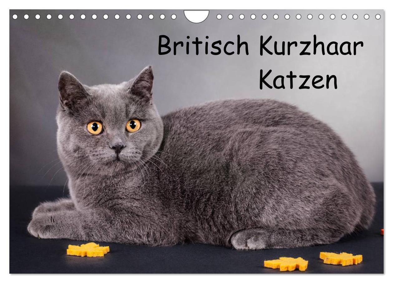 Cover: 9783383626029 | Britisch Kurzhaar Katzen (Wandkalender 2024 DIN A4 quer), CALVENDO...