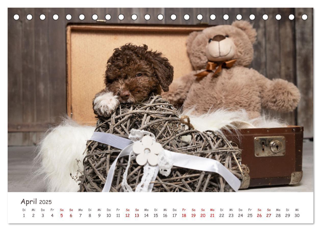 Bild: 9783383999031 | Lagotto Romagnolo - Spiel und Spaß in der Welpenzeit (Tischkalender...