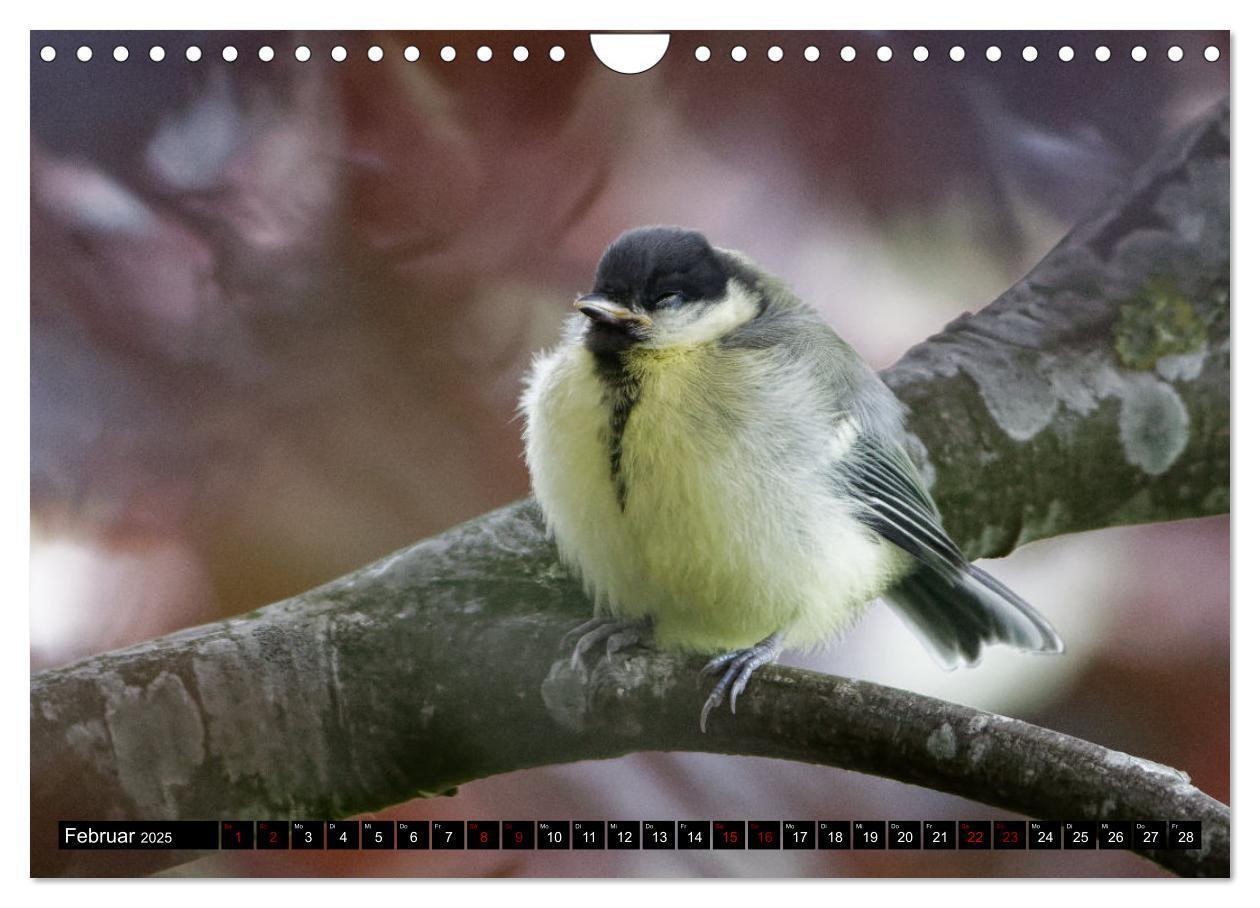 Bild: 9783435029310 | Vogelkinder - Junge Wildvögel (Wandkalender 2025 DIN A4 quer),...